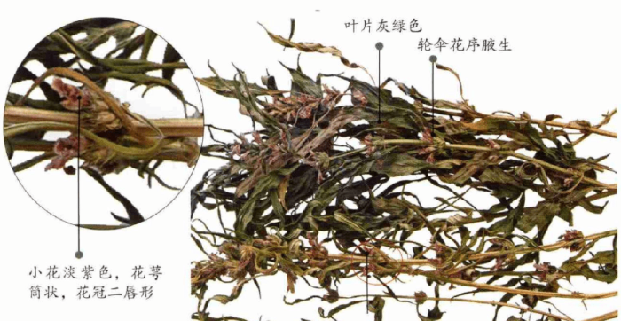 益母草注意事項與使用禁忌 益母草注意事項與使用禁忌