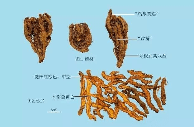 黃連的基本概念 黃連的基本概念