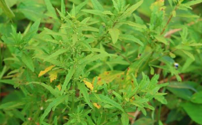 荊芥有什麼功效 荊芥有什麼功效
