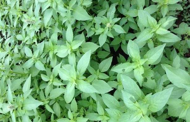 荊芥連翹湯功效 荊芥連翹湯功效