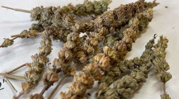 荊芥副作用 荊芥副作用