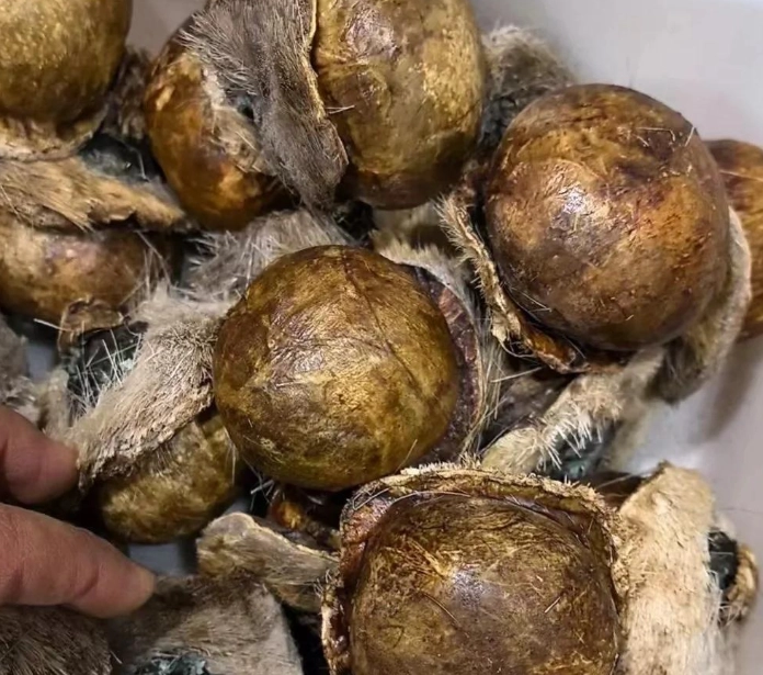 麝香功效與作用