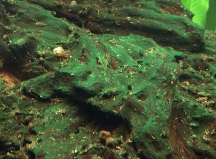 藍綠藻好處 藍綠藻好處